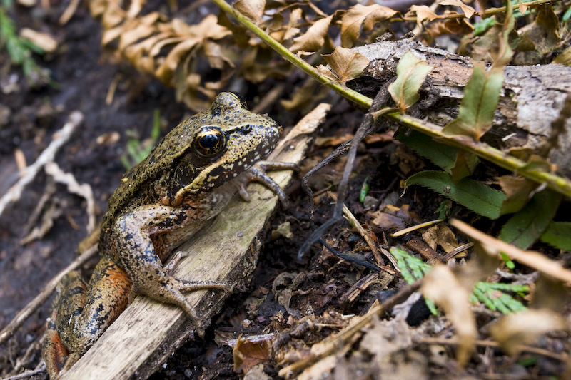 Red-Legged Frog